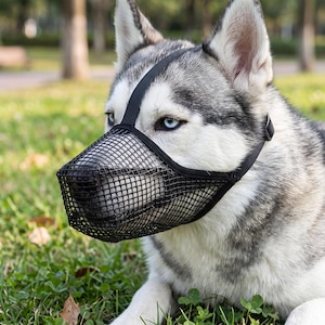 May include: A black mesh dog muzzle worn by a grey and white Siberian Husky. The muzzle features a structured basket design with adjustable nylon straps that secure around the snout and over the head, allowing for visibility of the dog's nose.