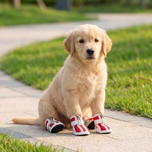 May include: A golden retriever puppy sits outdoors, wearing four red and white dog boots. The boots have a zipper closure and a white sole. The puppy has a soft, light brown coat and is sitting on a paved surface with green grass in the background.