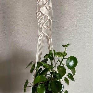 May include: A cream-colored macrame plant hanger with a wooden ring at the top, holding a potted plant with vibrant green, round leaves. The macrame design features intricate knotting patterns. The plant is in a white pot.
