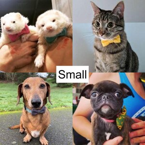 Puede incluir: Cuatro mascotas con pajaritas. Un dachshund marr&oacute;n y blanco, un pug negro, un gato atigrado y dos hurones. La palabra "Small" est&aacute; escrita en letras blancas sobre un fondo negro.