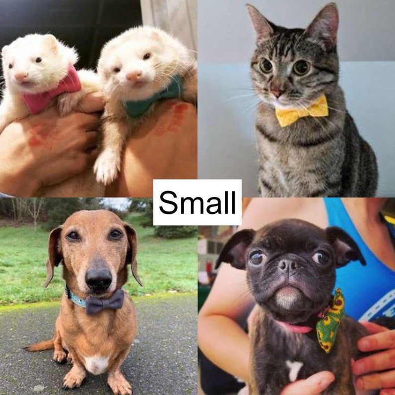 Puede incluir: Cuatro mascotas con pajaritas. Un dachshund marr&oacute;n y blanco, un pug negro, un gato atigrado y dos hurones. La palabra "Small" est&aacute; escrita en letras blancas sobre un fondo negro.