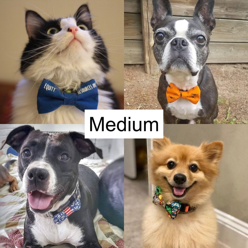 Puede incluir: Un collage de cuatro im&aacute;genes con perros y gatos usando pajaritas. La imagen superior izquierda muestra un gato blanco y negro usando una pajarita azul con el texto "EQUITY RESOURCES INC." La imagen superior derecha muestra un Boston Terrier blanco y negro usando una pajarita naranja. La imagen inferior izquierda muestra un pitbull blanco y negro usando una pajarita roja, blanca y azul. La imagen inferior derecha muestra un Pomerania marr&oacute;n claro usando una pajarita colorida.