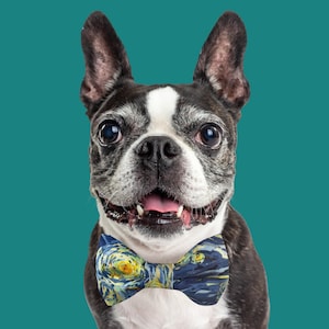 May include: A black and white Boston Terrier dog wearing a blue and yellow bow tie with a swirling pattern. The dog is looking directly at the camera with its mouth open and tongue slightly sticking out.