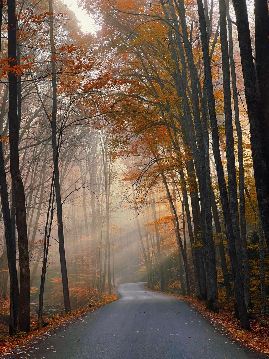 Autumn Rays - Etsy