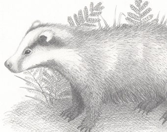 Badger drawing - pencil drawing of a European Badger.