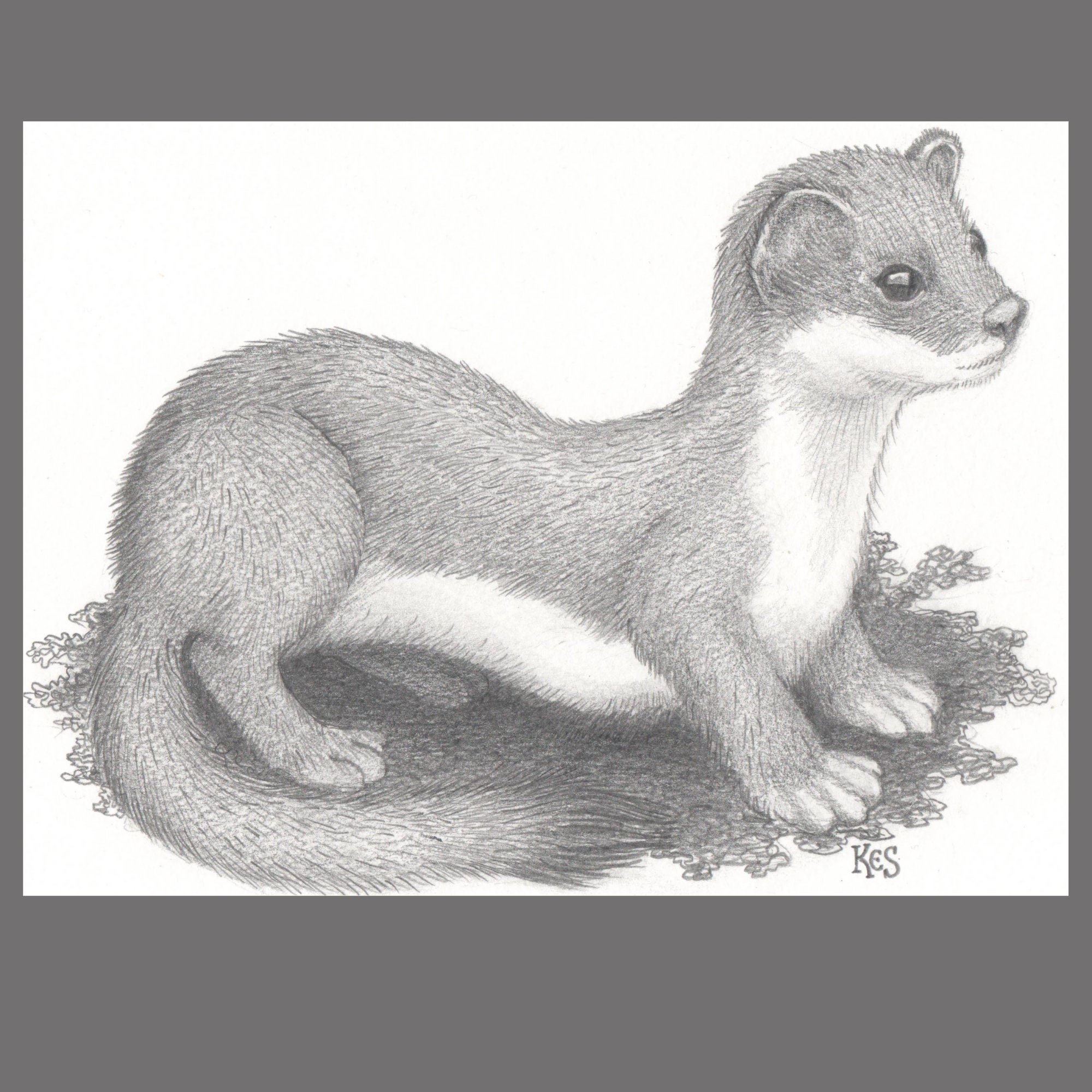 Stoat Drawing Pencil Drawing of a Stoat or Weasel Etsy UK