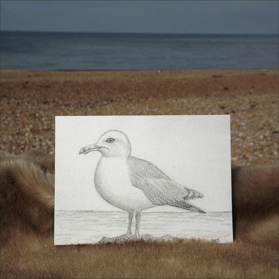 Seagull drawing original pencil drawing of a seagull by Kes Etsy