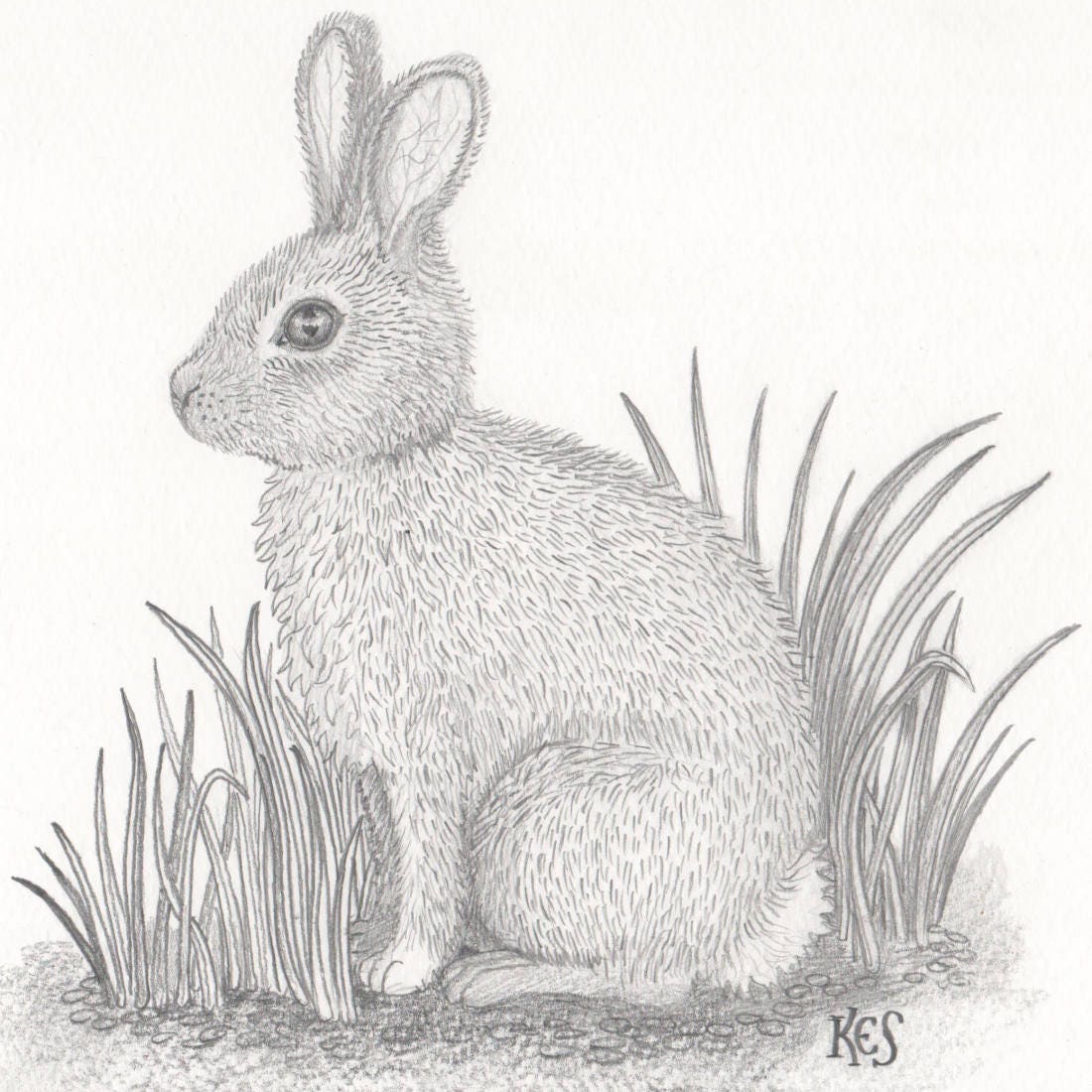 Bunny | Pencil drawing of my favorite animal =) | Evelien van Meerveld |  Flickr