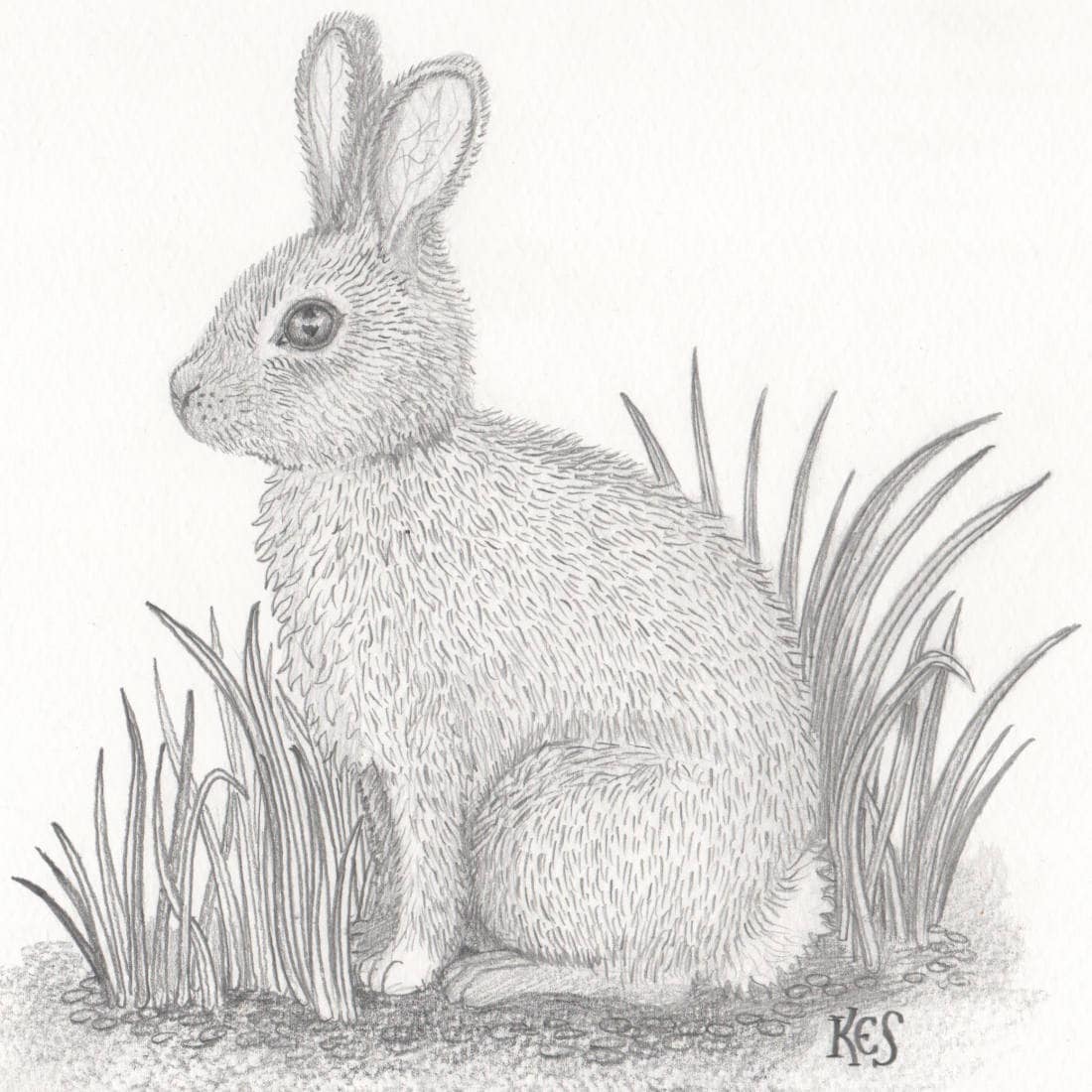 Rabbit drawing An original pencil drawing of a wild Rabbit drawing An original pencil drawing of a wild
