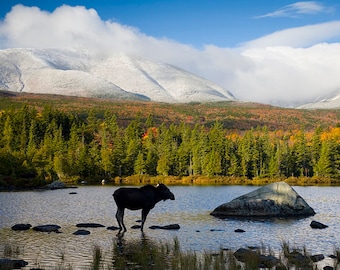 Moose, Katahdin, Maine