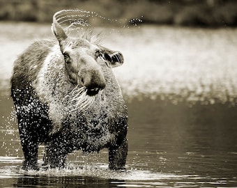 Moose Shake Sepia