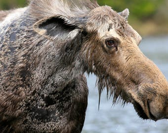 Moose Portrait