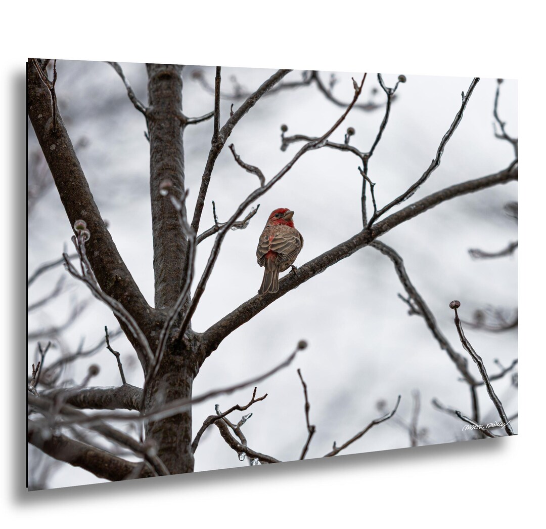 Female Cardinal Winter Tree Photo, Icy Branches Wildlife Wall Art Print ...