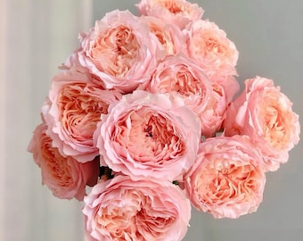 George Rose | Soft Peach Cream Garden Rose | Potted Flowering Plant