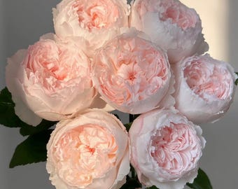 Mon Coeur 我的心モン クゥール Fragrance. Japanese Rose Continue