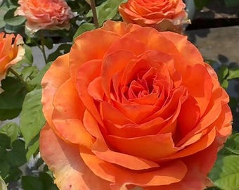 Live Orange Rose Plant | Garden Bloom, Full Sun Outdoor Flowering Bush