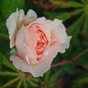 May include: A close-up of a blooming rose with soft pink petals and a darker, coral-colored center. The outer petals are a creamy white. The rose is surrounded by green leaves, creating a natural, floral theme.