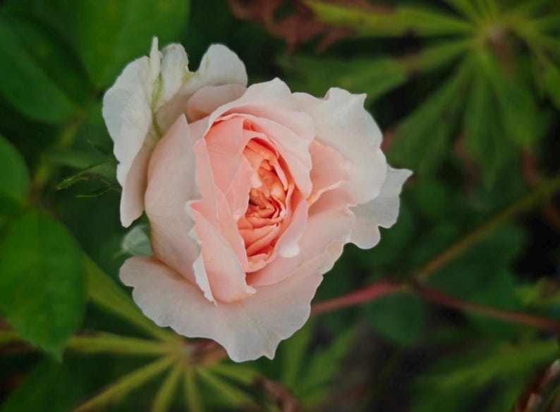 May include: A close-up of a blooming rose with soft pink petals and a darker, coral-colored center. The outer petals are a creamy white. The rose is surrounded by green leaves, creating a natural, floral theme.
