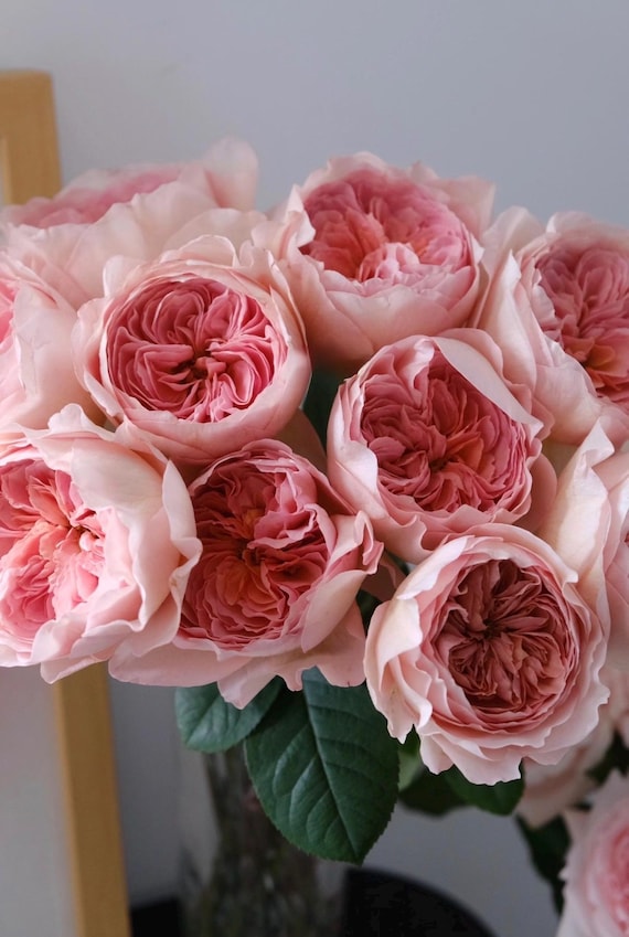 Vivian Rose Plant | Live Garden Rose | Elegant Pink Rose | Potted Flowering Plant