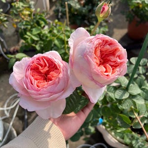 Vivian Rose Plant | Live Garden Rose | Elegant Pink Rose | Potted Flowering Plant image 4