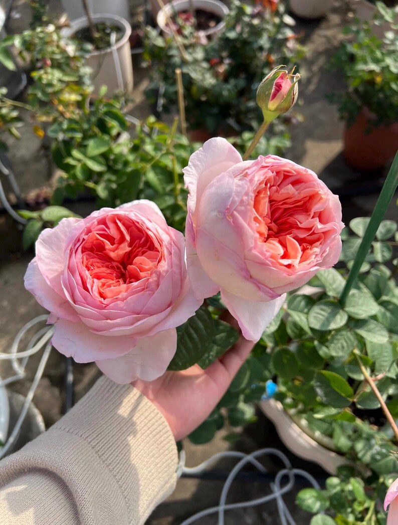 Vivian Rose Plant | Live Garden Rose | Elegant Pink Rose | Potted Flowering Plant image 4