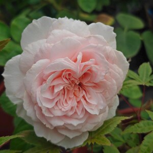 May include: A close-up of a fully bloomed rose with layers of soft pink petals. The center of the rose is a deeper shade of pink. Green leaves surround the flower, with a blurred green background.