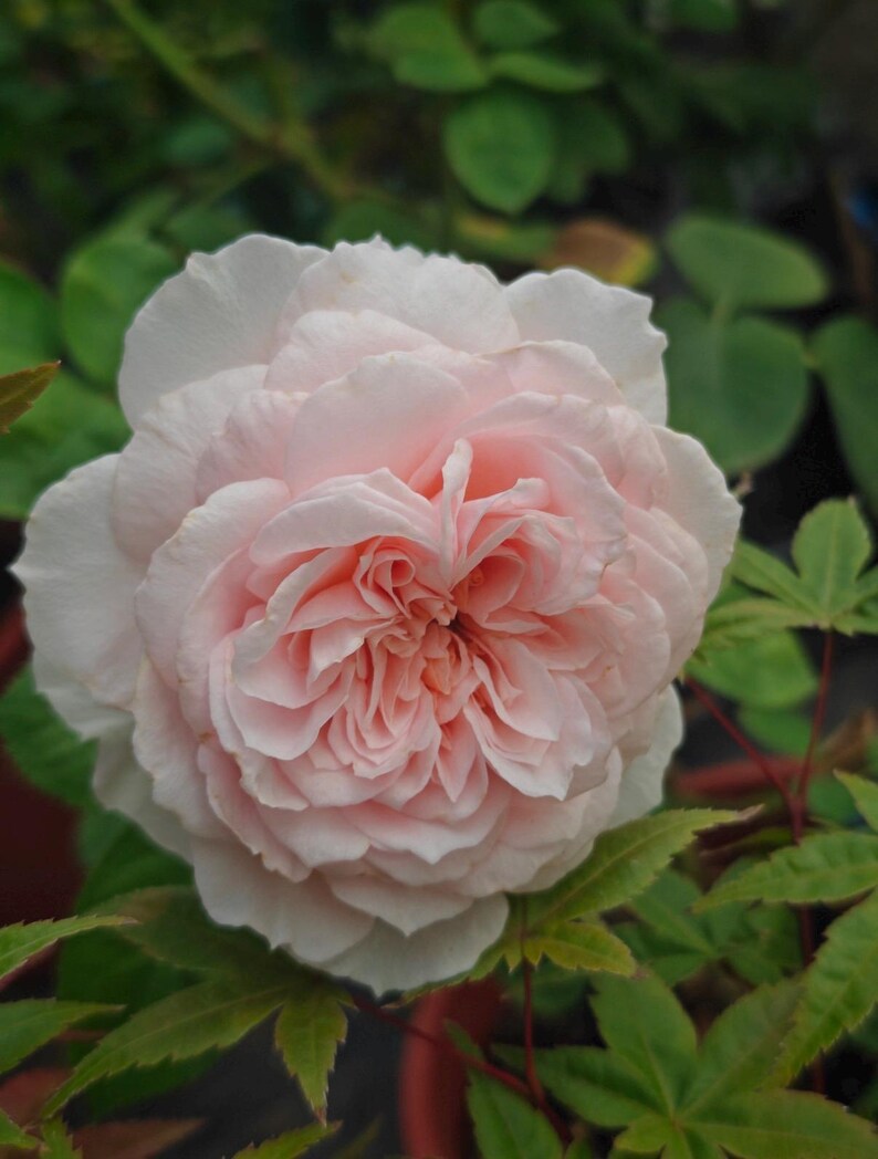 May include: A close-up of a fully bloomed rose with layers of soft pink petals. The center of the rose is a deeper shade of pink. Green leaves surround the flower, with a blurred green background.