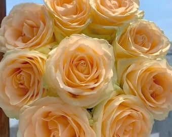 Pink Champagne Rose Plant | Fragrant Garden Shrub Rose Bush