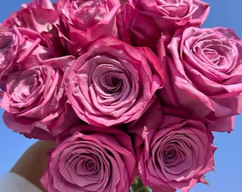 Live Purple Rose Plant | Potted Garden Shrub Rose, Spring Bloom
