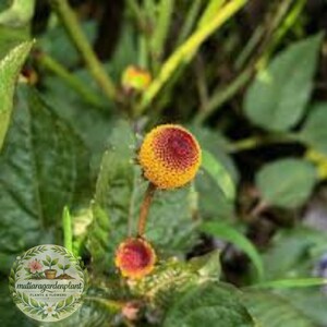 Toothache Herb Seeds Heirloom Non GMO, Buzz Button Flower Herb, Unique Tingling Culinary Herb Seeds