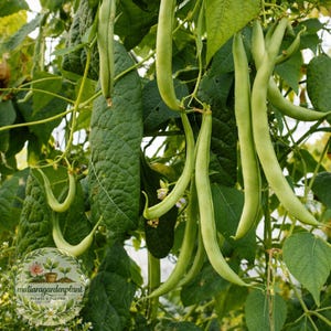 Strike Bush Bean Seeds, Heirloom Green Bean Seeds, Non GMO Vegetable Seeds, Stringless Bush Beans, High Yield Garden Plant