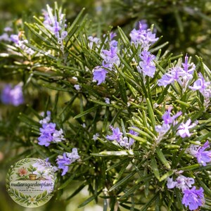 May include: Close-up of a rosemary plant with vibrant green needles and small, delicate purple flowers. The image showcases the plant's texture and color, highlighting its natural beauty. The plant is in full bloom.