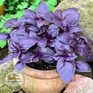 May include: A close-up of a potted purple basil plant. The plant has large, deep purple leaves and is in a terracotta pot. The plant is surrounded by green foliage and rocks. The pot has a logo that says "MutiaraGardenPlant Plants & Flowers".