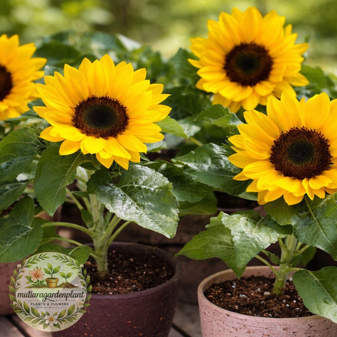 Dwarf Sunspot Sunflower Seeds, Compact Sunflower 18-30 Inch, Helianthus ...
