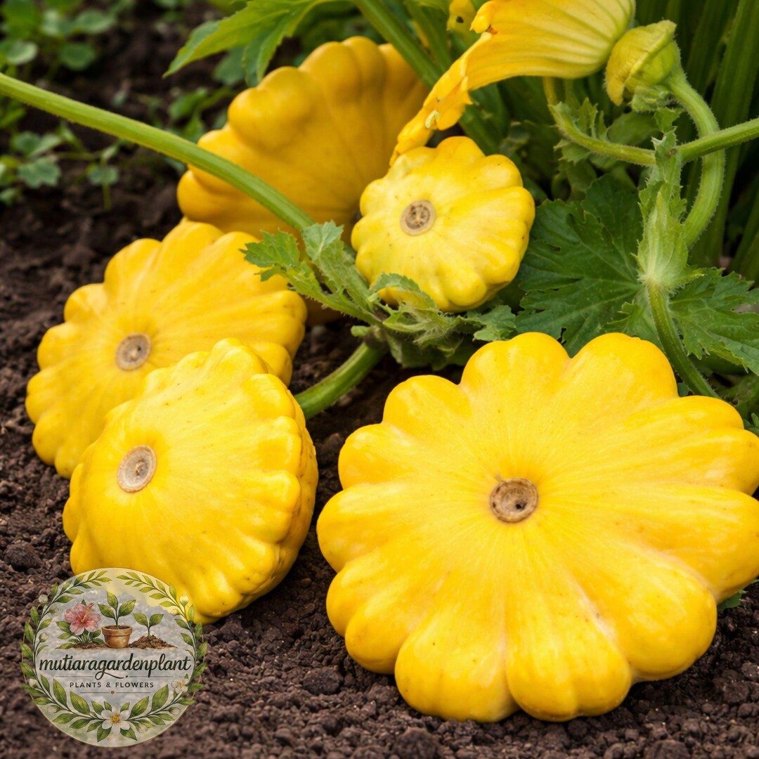 Patty Pan Squash Seeds