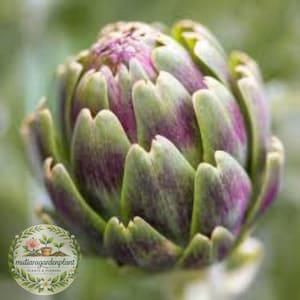 May include: Close-up of a fresh artichoke with green and purple hues. The artichoke's layered leaves are tightly packed, creating a textured appearance. The image includes a logo with the text "mutiaragardenplant PLANTS & FLOWERS".