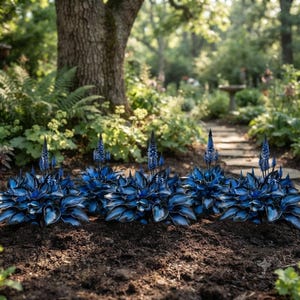 May include: A row of five vibrant blue hosta plants with broad, heart-shaped leaves and tall, slender spikes of blue flowers. The plants are rooted in dark, rich soil, showcasing deep indigo and navy tones with lighter blue highlights on the foliage.