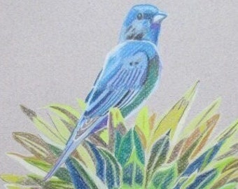 Indigo Bunting and Sunflower study original art colored pencil on pastel paper