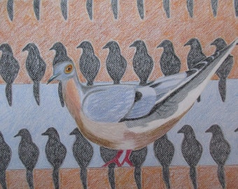 Passenger Pigeon original drawing