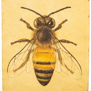 Apis mellifera. Honigbiene