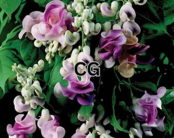 20 seltene Schnecken-Korkenzieher-Ranke oder Vigna caracalla samen | Duftende Glyzinienblume