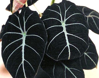 Alocasia Elephant Ear Seeds Taro 'Black Velvet' (Alocasia reginula) -20PCS/pack