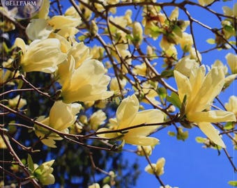 yellow Yulan Magnolia Tree Seeds, 10 seeds