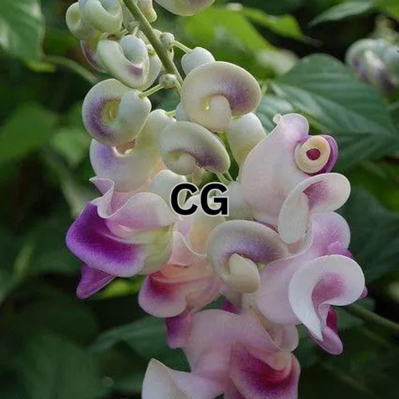 20 Rare Snail Corkscrew Vine or Vigna Caracalla Seeds | Fragrant ...