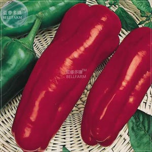 Könnte beinhalten: Zwei glänzende, tiefrote Paprika dominieren das Bild, ihre längliche Form und Krümmung sind deutlich sichtbar. Ein grüner Paprika ist ebenfalls vorhanden. Der Text "BELLFARM" ist sichtbar. Die Paprika liegen auf einer geflochtenen Oberfläche.