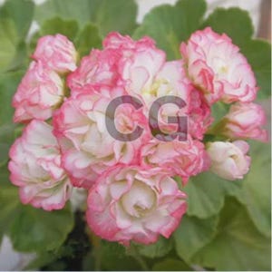 Semi di geranio raro Fiore di melo Bocciolo di rosa Pelargonium Hortorum Fiore perenne 20 semi