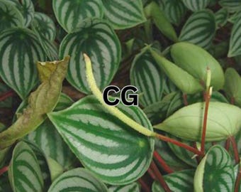 100 Watermelon Peperomia Seeds | Peperomia Sandersii Piperaceae | Evergreen Ornamental Houseplant