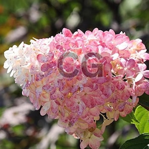 Puede incluir: Primer plano de una inflorescencia de hortensia, con una mezcla de pétalos rosas y blancos. La flor tiene una forma densa y redondeada, con algunas hojas verdes visibles en la parte inferior. El fondo está borroso, lo que sugiere un entorno al aire libre.