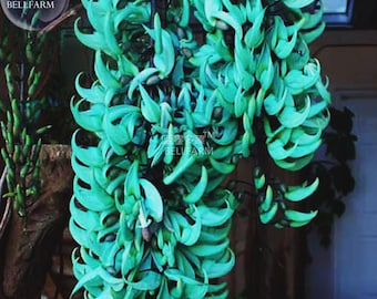 Pianta perenne profumata 'Strongylodon Macrobotrys' (Vite di Giada), 5 semi, fiori blu.