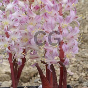 May include: Close-up of a cluster of pink flowers with white and purple stripes. The flowers have yellow centers and are attached to red stems. The image is of a plant, possibly a type of lily or similar flowering plant.